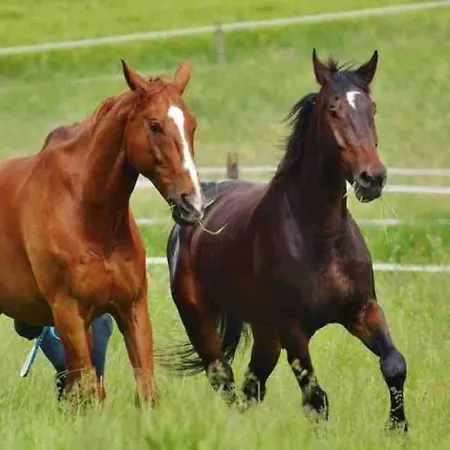 Apartamento Wohlfühl Oase In Traumhafter Gegend Poeppendorf